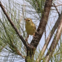 Cisticola exilis at Dunlop, ACT - 4 Mar 2023 01:28 PM