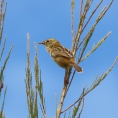 Cisticola exilis at Dunlop, ACT - 4 Mar 2023 01:28 PM