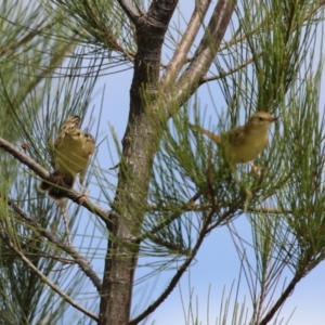 Cisticola exilis at Dunlop, ACT - 4 Mar 2023 01:28 PM