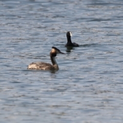 Podiceps cristatus (Great Crested Grebe) at Dunlop, ACT - 4 Mar 2023 by RodDeb