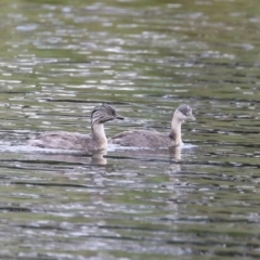 Poliocephalus poliocephalus (Hoary-headed Grebe) at Dunlop, ACT - 4 Mar 2023 by RodDeb