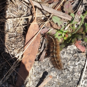 Ardices glatignyi at Rendezvous Creek, ACT - 6 Feb 2023 11:27 AM