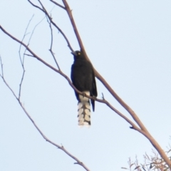 Strepera graculina (Pied Currawong) at Currawang, NSW - 4 Mar 2023 by camcols