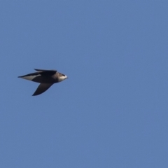 Hirundapus caudacutus (White-throated Needletail) at Coree, ACT - 5 Mar 2023 by rawshorty