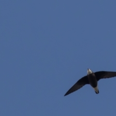 Hirundapus caudacutus at Coree, ACT - 5 Mar 2023