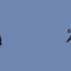 Hirundapus caudacutus at Coree, ACT - 5 Mar 2023