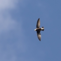 Hirundapus caudacutus at Coree, ACT - 5 Mar 2023