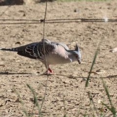 Ocyphaps lophotes (Crested Pigeon) at Wodonga, VIC - 3 Mar 2023 by KylieWaldon