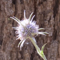 Eryngium ovinum (Blue Devil) at Red Hill, ACT - 4 Mar 2023 by RobParnell