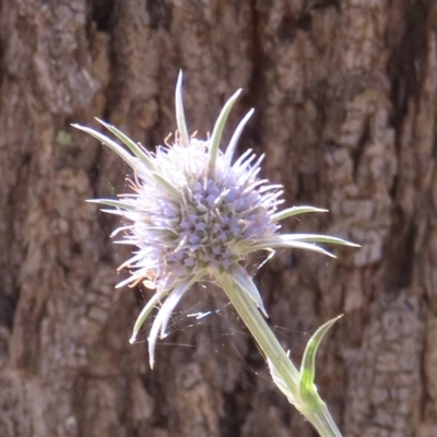 Eryngium ovinum (Blue Devil) at Red Hill, ACT - 4 Mar 2023 by RobParnell