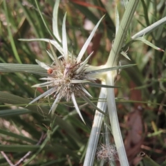 Eryngium ovinum at Red Hill, ACT - 4 Mar 2023