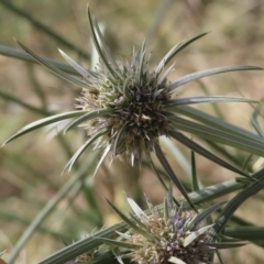 Eryngium ovinum at Red Hill, ACT - 4 Mar 2023