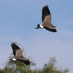 Vanellus miles (Masked Lapwing) at Wodonga, VIC - 3 Mar 2023 by KylieWaldon