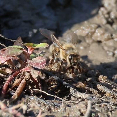 Unidentified Bee (Hymenoptera, Apiformes) at Wodonga, VIC - 3 Mar 2023 by KylieWaldon