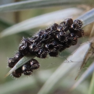 Oechalia schellenbergii at Red Hill, ACT - 4 Mar 2023 05:37 PM