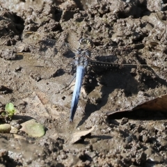 Orthetrum caledonicum (Blue Skimmer) at Wodonga, VIC - 3 Mar 2023 by KylieWaldon