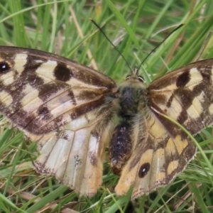 Heteronympha penelope at Mount Clear, ACT - 12 Feb 2023