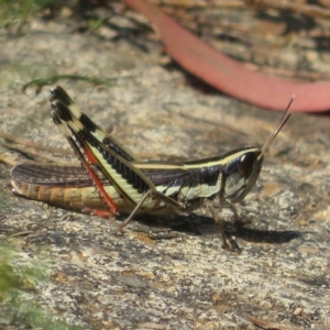 Macrotona australis at Coree, ACT - 5 Mar 2023 12:35 PM