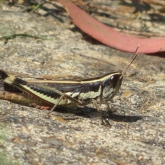 Macrotona australis at Coree, ACT - 5 Mar 2023 12:35 PM