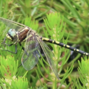 Synthemis eustalacta at Mount Clear, ACT - 12 Feb 2023 10:26 PM