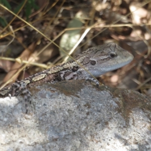 Amphibolurus muricatus at Coree, ACT - 5 Mar 2023