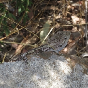 Amphibolurus muricatus at Coree, ACT - 5 Mar 2023