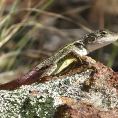 Diporiphora nobbi (Nobbi Dragon) at Coree, ACT - 5 Mar 2023 by Christine