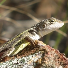 Diporiphora nobbi at Coree, ACT - 5 Mar 2023