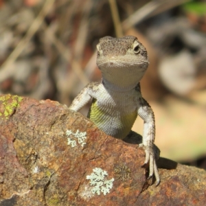 Diporiphora nobbi at Coree, ACT - 5 Mar 2023