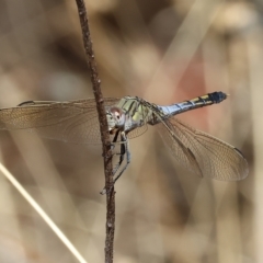 Orthetrum caledonicum (Blue Skimmer) at Albury, NSW - 5 Mar 2023 by KylieWaldon