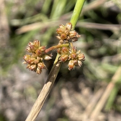 Juncus vaginatus (Clustered Rush) at Wollogorang, NSW - 3 Mar 2023 by JaneR