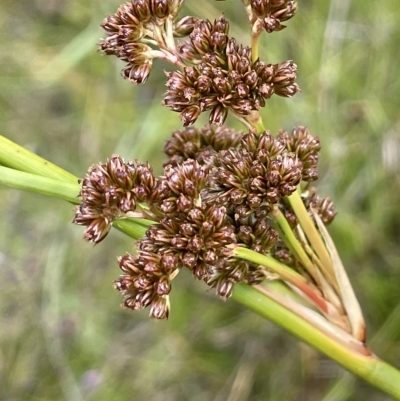 Juncus phaeanthus (Dark-flower Rush) at Booth, ACT - 26 Jan 2023 by JaneR