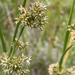 Juncus holoschoenus at Booth, ACT - 26 Jan 2023