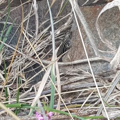 Ctenotus taeniolatus (Copper-tailed Skink) at Rendezvous Creek, ACT - 5 Mar 2023 by danswell