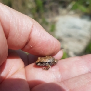 Litoria lesueuri at Rendezvous Creek, ACT - 5 Mar 2023