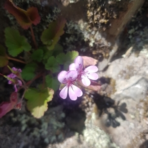 Pelargonium australe at Rendezvous Creek, ACT - 5 Mar 2023