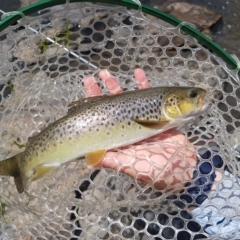 Salmo trutta (Brown Trout) at Booth, ACT - 5 Mar 2023 by danswell