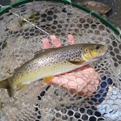 Salmo trutta (Brown Trout) at Booth, ACT - 5 Mar 2023 by danswell