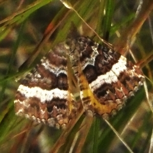 Chrysolarentia vicissata at Cotter River, ACT - 3 Mar 2023