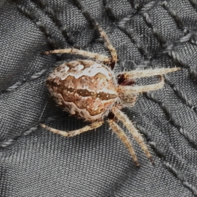 Hortophora sp. (genus) (Garden orb weaver) at Cotter River, ACT - 3 Mar 2023 by JohnBundock