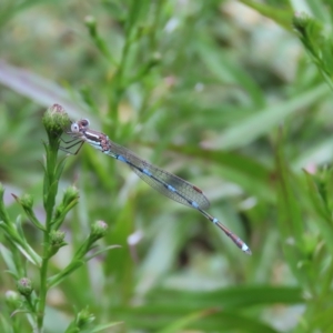 Austrolestes leda at Hawker, ACT - 4 Mar 2023