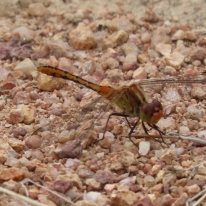 Diplacodes bipunctata at Kambah, ACT - 4 Mar 2023