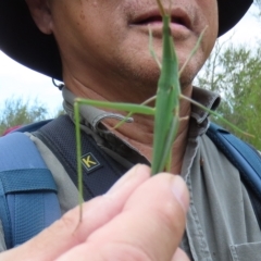 Acrida conica (Giant green slantface) at Stromlo, ACT - 5 Mar 2023 by SandraH