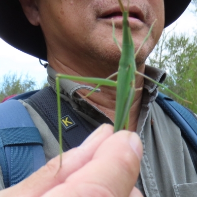 Acrida conica (Giant green slantface) at Stromlo, ACT - 4 Mar 2023 by SandraH