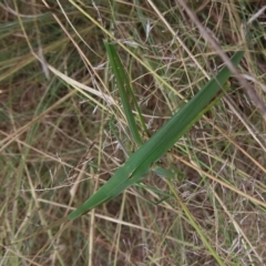 Acrida conica at Stromlo, ACT - 5 Mar 2023 10:52 AM