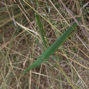 Acrida conica at Stromlo, ACT - 5 Mar 2023 10:52 AM