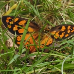 Heteronympha penelope at Cotter River, ACT - 3 Mar 2023