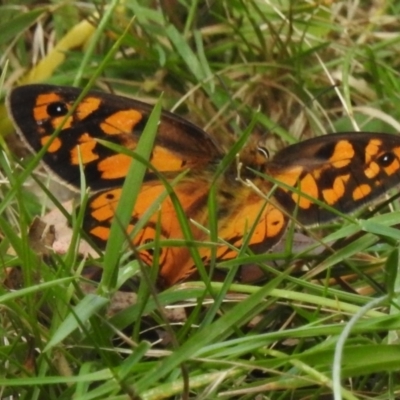 Heteronympha penelope (Shouldered Brown) at Cotter River, ACT - 3 Mar 2023 by JohnBundock