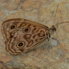 Geitoneura acantha (Ringed Xenica) at Cotter River, ACT - 2 Mar 2023 by JohnBundock