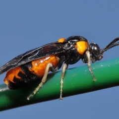 Lophyrotoma interrupta (Cattle Poisoning Sawfly) at Wellington Point, QLD - 25 Feb 2023 by TimL
